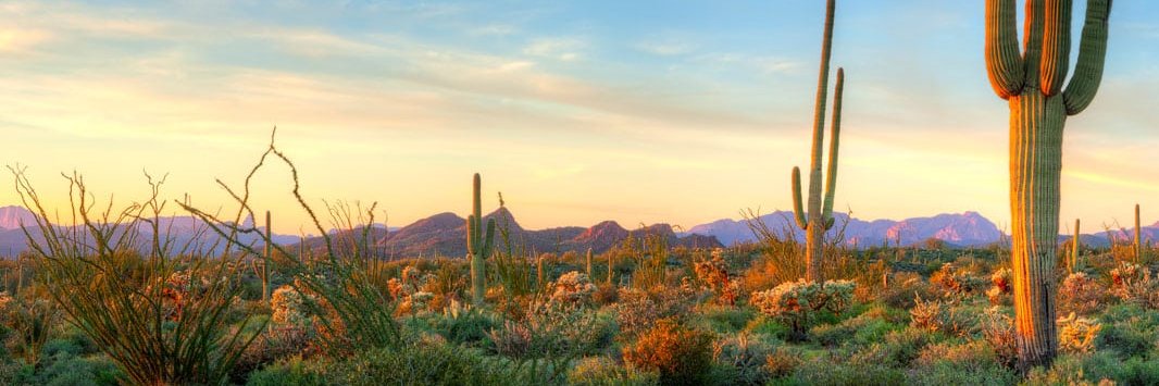 Ann Kirkpatrick banner