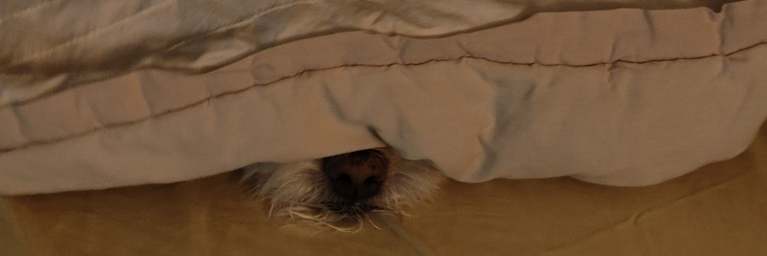 ReecesP's profile banner image