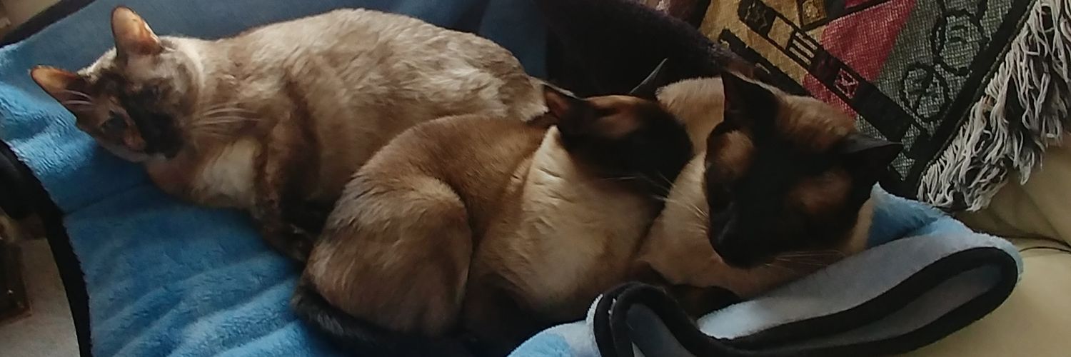 evelynhtvpr's profile banner image