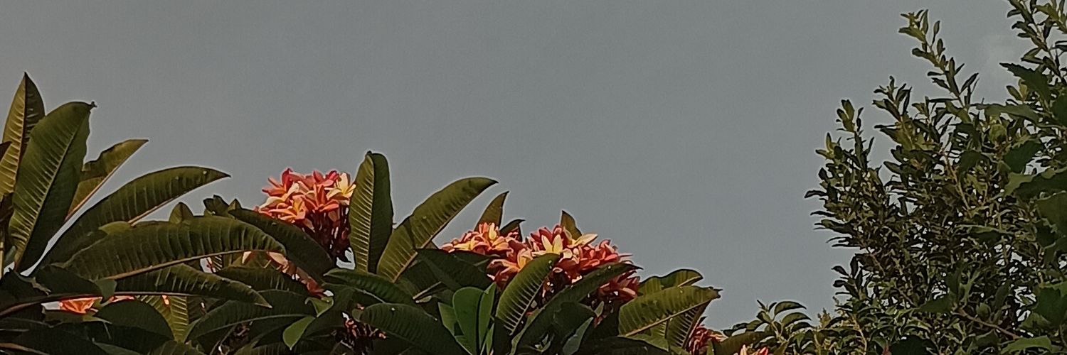 cammibmo's profile banner image