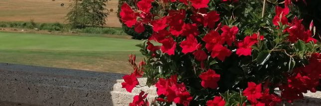 __Shaynez's profile banner image
