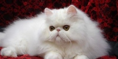 kittykatz183's profile banner image