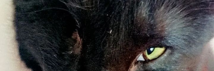 aniiszcoronel's profile banner image