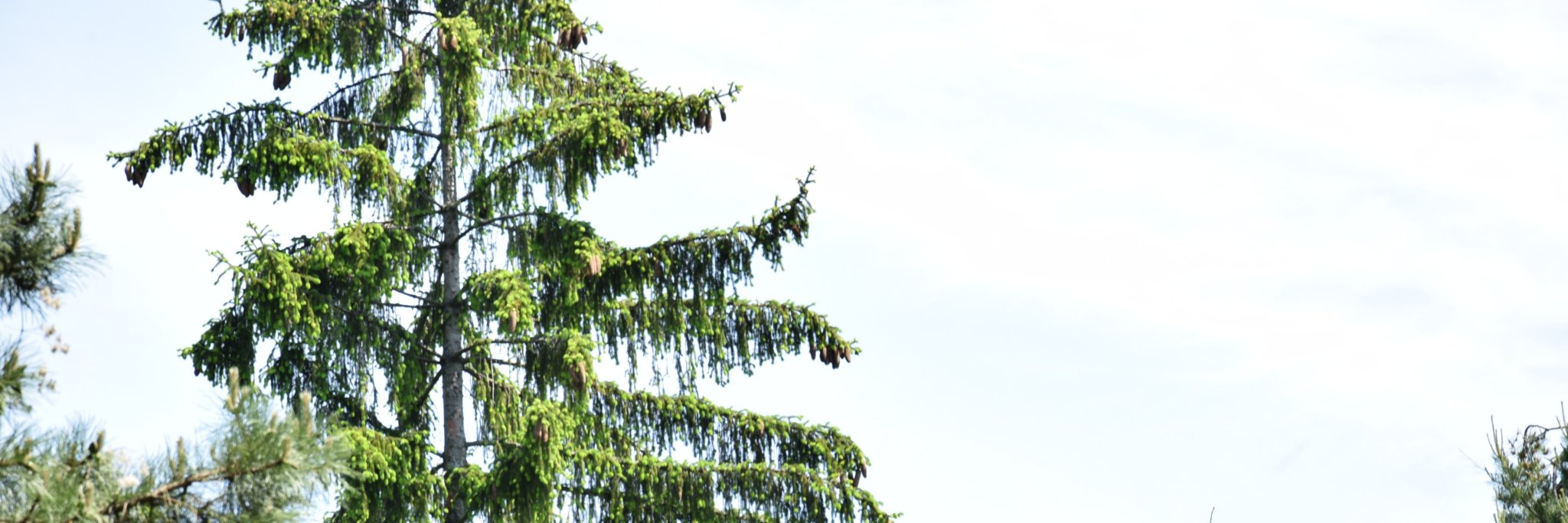 CaptainRosehip's profile banner image