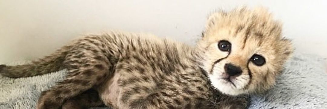 Niloufar_e_Gachilou banner