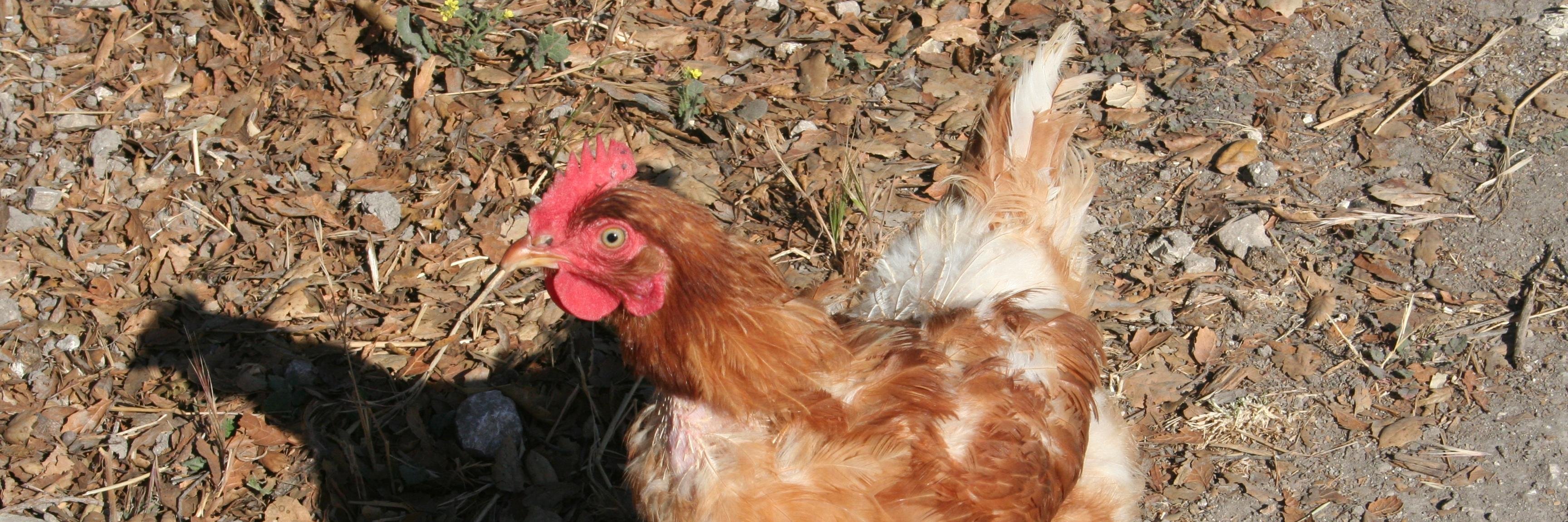 Happy Hen Rescue banner