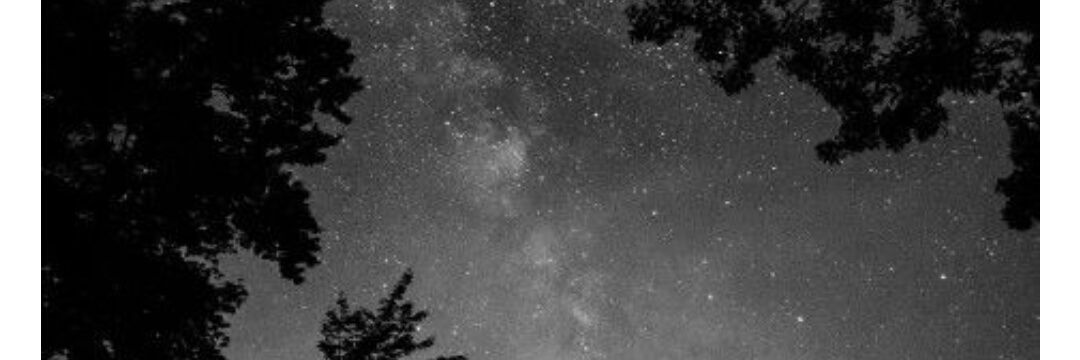 Noelia banner