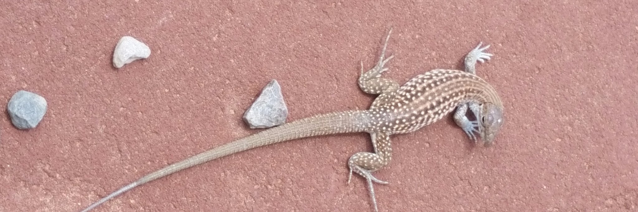 Amy Mathews Amos banner