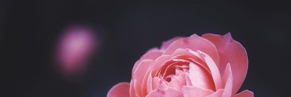 PlaTongFat Profile Banner