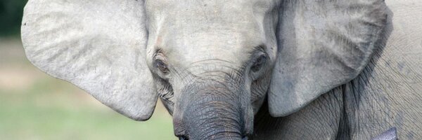 ElephantRumbles Profile Banner