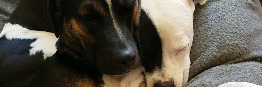 arianayaple's profile banner image