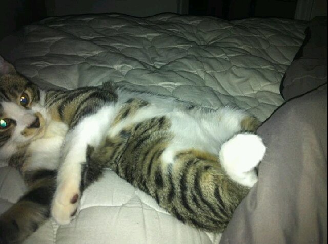 ℓιℓ ☽ мαмι 😽 banner