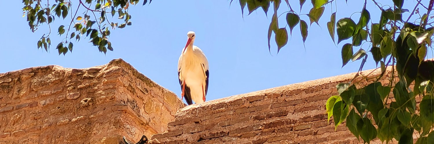 RubaAlHassani's profile banner image