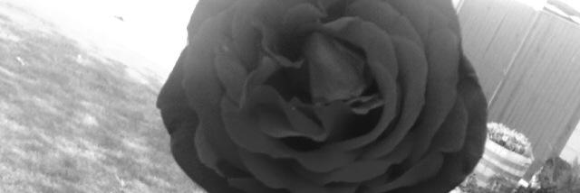biggvaal's profile banner image