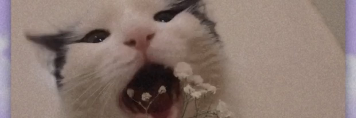 YoshiMochi_'s profile banner image