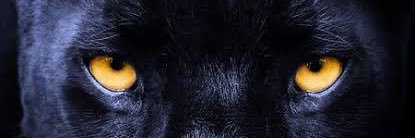allymasi_'s profile banner image
