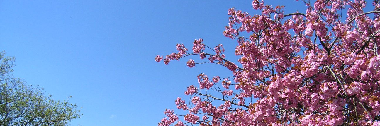 George Samios banner