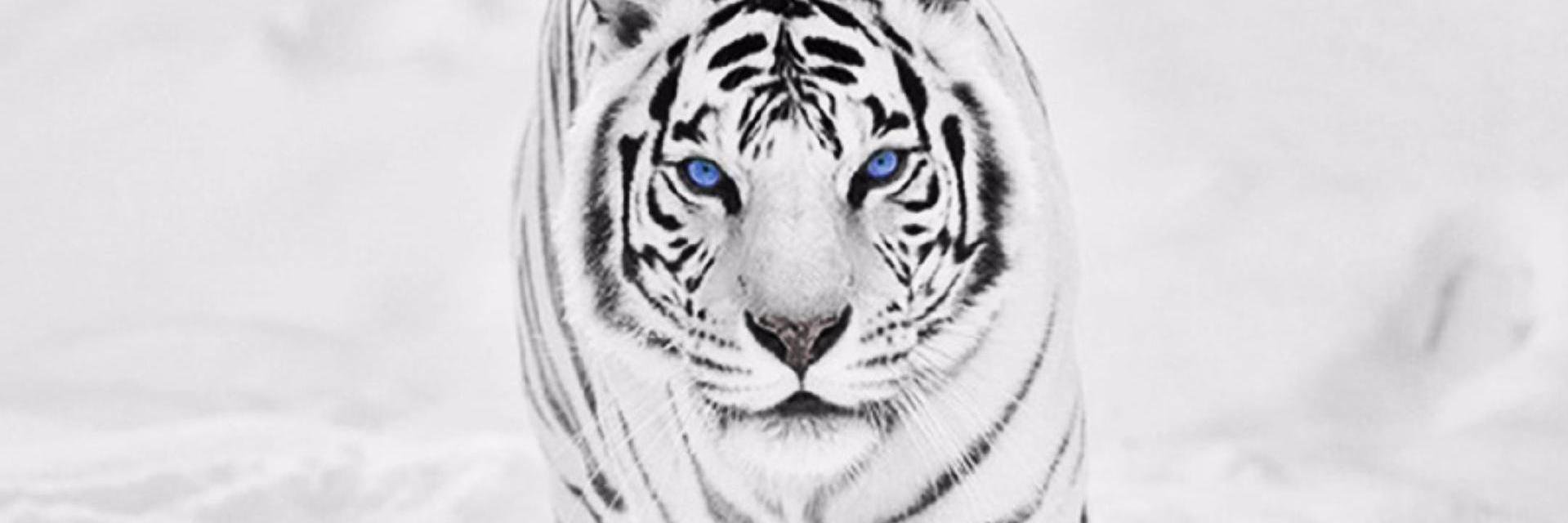 cedeka11's profile banner image