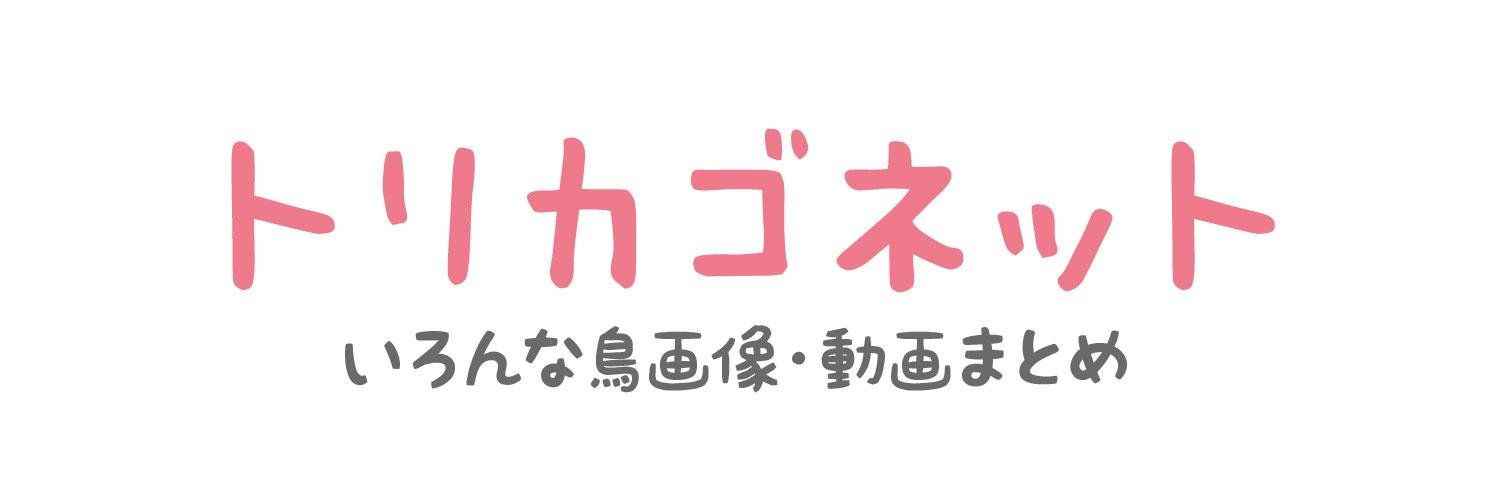 toricagoNET's profile banner image