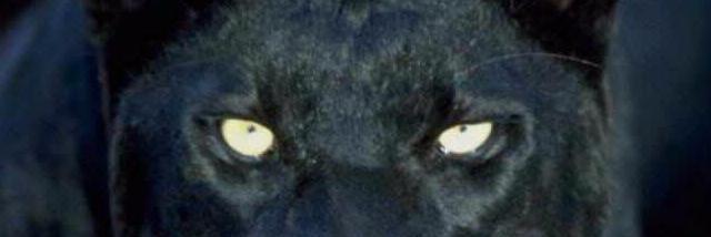 poltavas's profile banner image