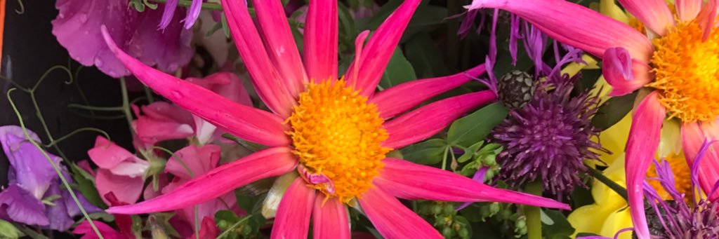 🌸🐝Annie Jenkins banner