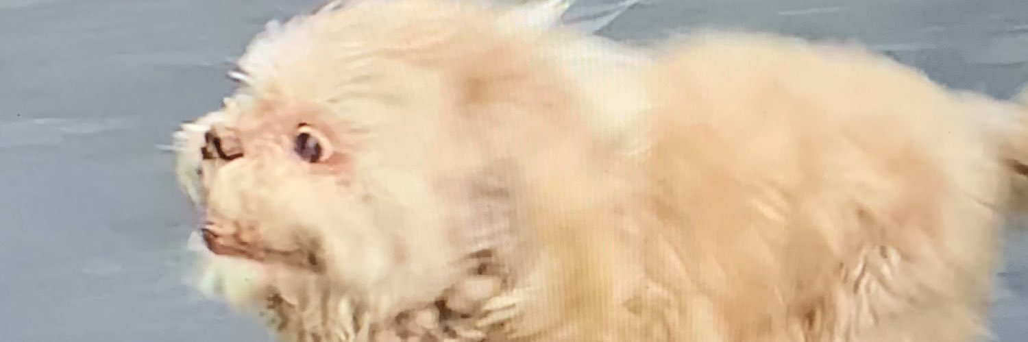 AvaFridd's profile banner image
