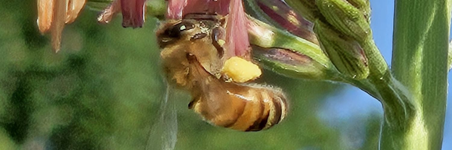 Betsy Walker banner