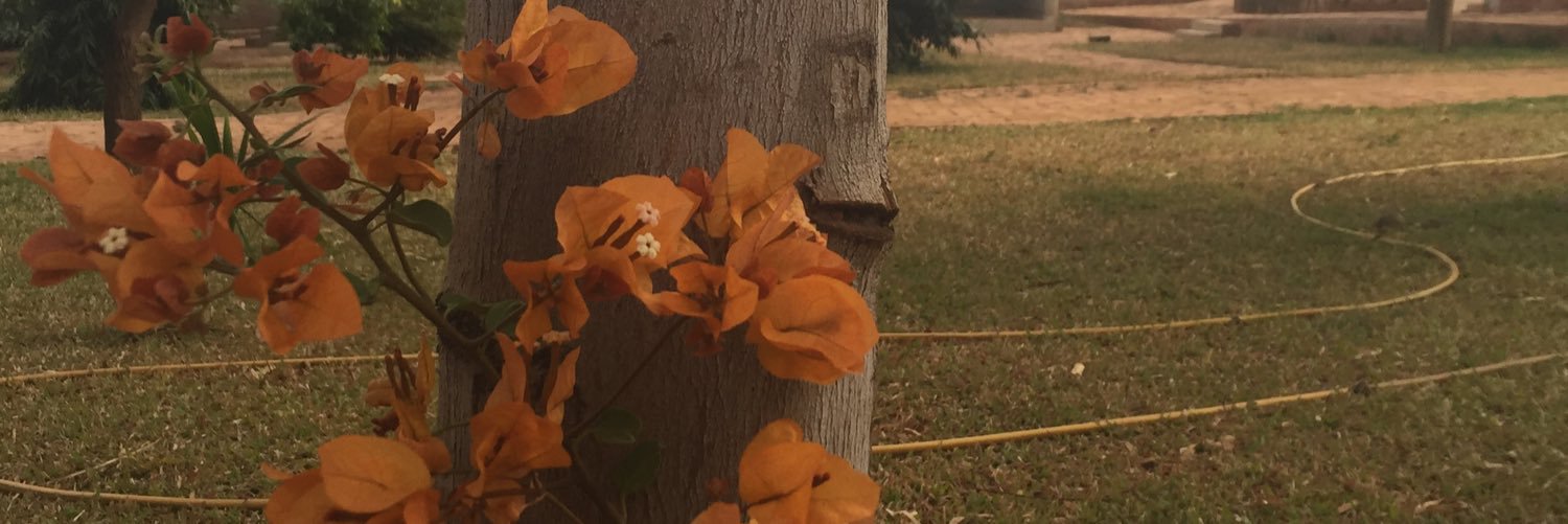 WaletWaves's profile banner image