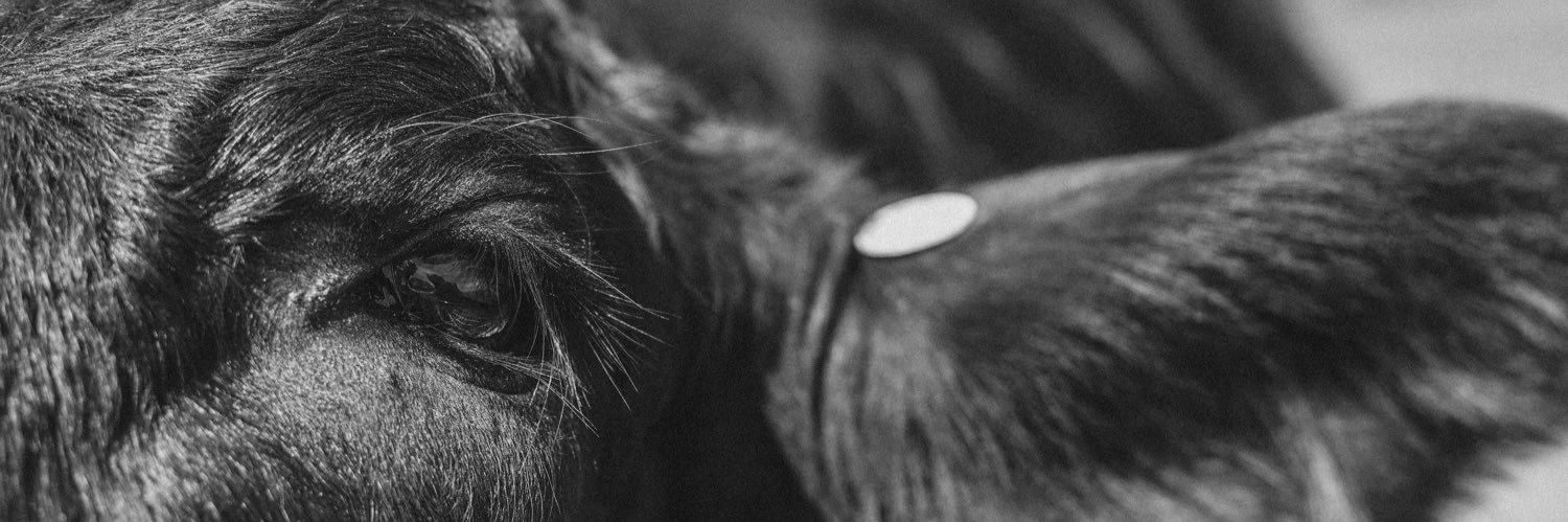 BatesDalaney's profile banner image