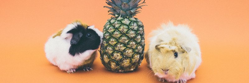 luckdog_eth's profile banner image
