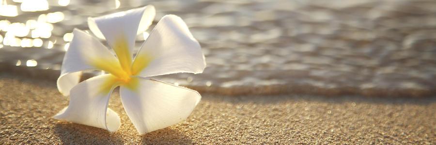 floraldesigners's profile banner image