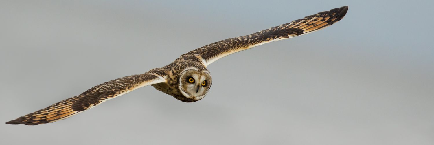 Frustmaster 🇩🇪 banner