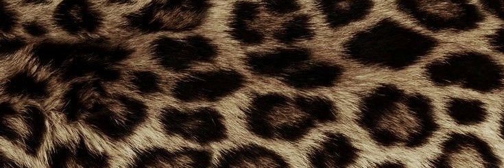Stephanielaturk's profile banner image
