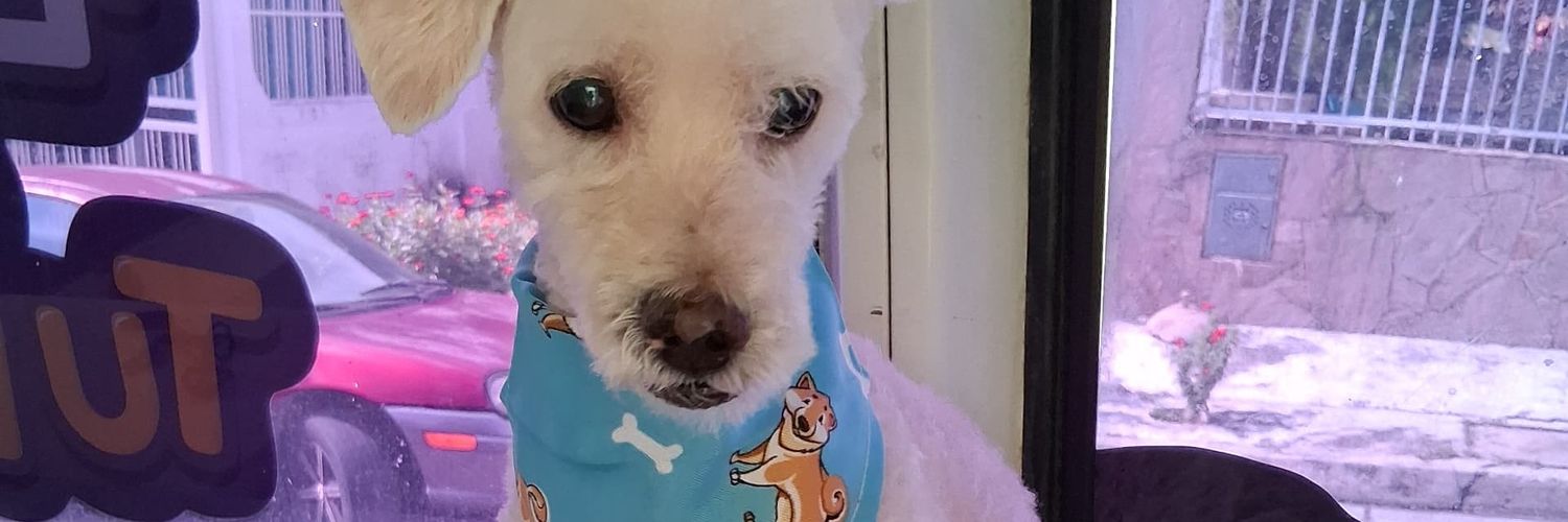 browniepeque1's profile banner image
