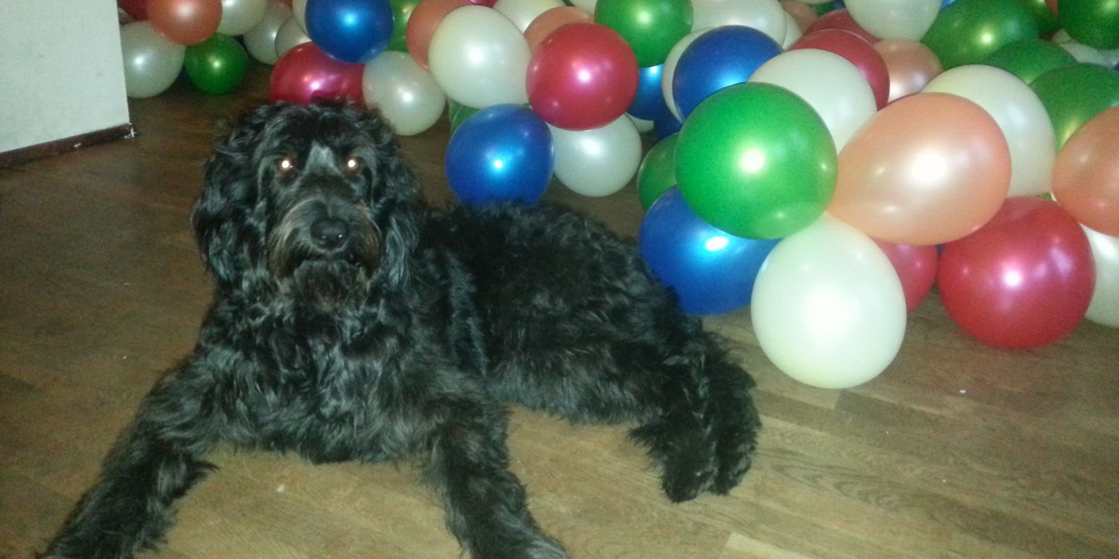 balloonfactorya's profile banner image