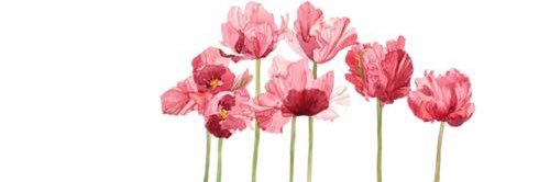 Hannah Christine banner