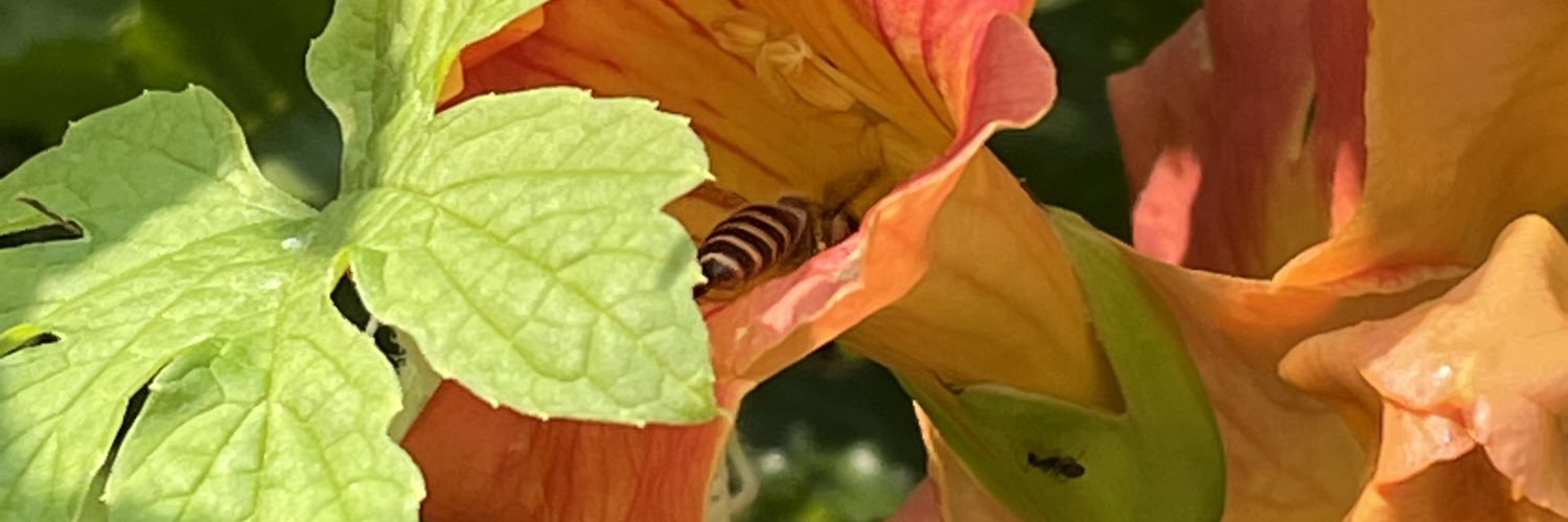 handfulofs's profile banner image
