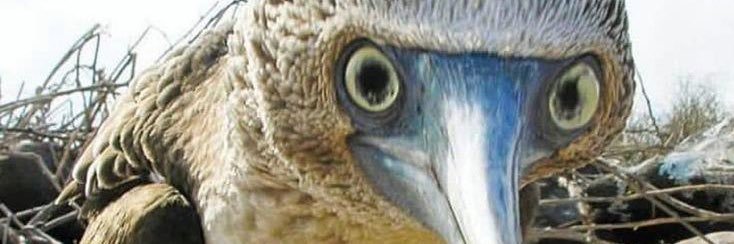 SnarkandMeh's profile banner image