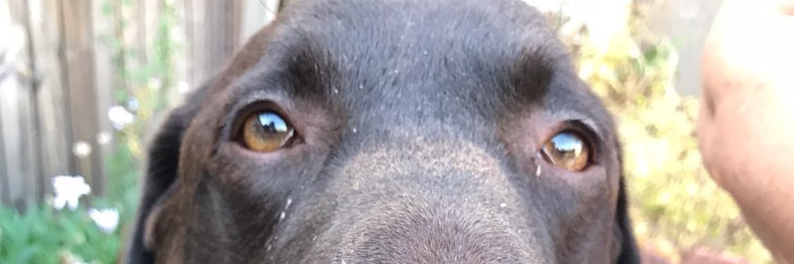 choclab123's profile banner image