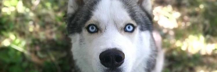 igaaoloopes's profile banner image