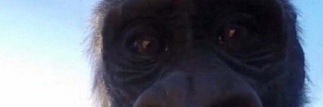 Arno banner