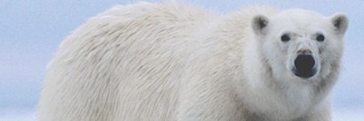 SabrosoOso's profile banner image