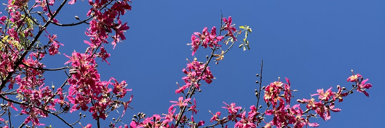 Susanneo_'s profile banner image
