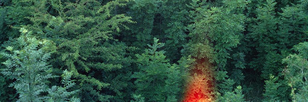 Johnny Savage banner