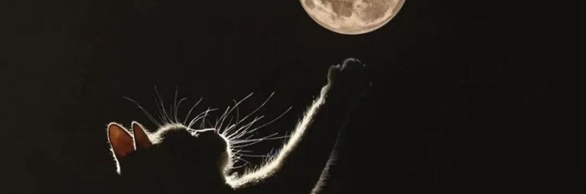 Spicy Feral Cat banner