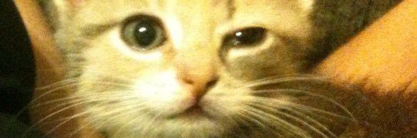 BruceThePickle's profile banner image
