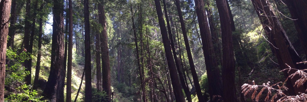 Sam August Gray banner