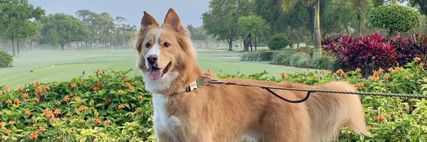 SuptlicataP Profile Banner