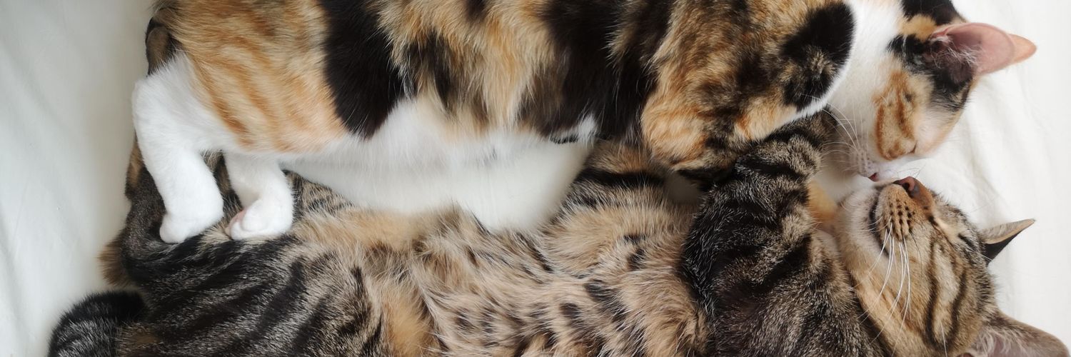 memezo's profile banner image