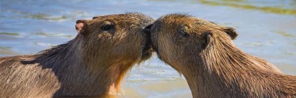 Noah627 Profile Banner